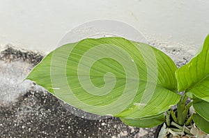 Horizontal Turmeric Plant Leaf