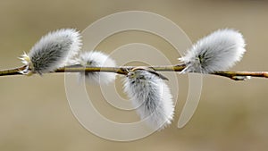Horizontal twig of Beautiful Fluffy Catkins in Spring