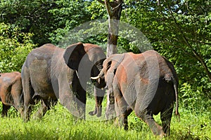 Horizontal of two elephants trunk to trunk