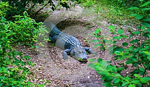 Horizontal View of an American Alligator on the River Bank