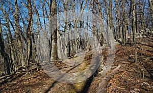 Horizontal View of The Appalachian Trail