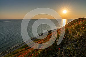 Horizontal view of beautiful ocean coast with sloping grassy hills and endless fields of poppies and a sun star