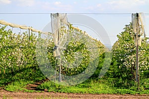 Horizontal view of a blooming apple orchard in spring. World of beauty.