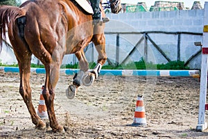 Horizontal View Of A Brown Horse Jumping The Obstacle