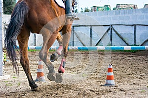 Horizontal View Of A Brown Horse Jumping The Obstacle