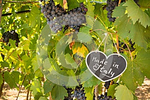 Horizontal View of Close Up of Blackboard with the sentence Made in Italy in Blurred Plantation of Black Wine Grapes at Midday in
