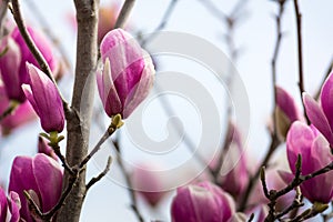 Horizontal View of Close Up of Flowered Magnolia Branch On Blur