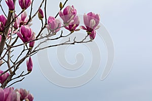 Horizontal View of Close Up of Flowered Magnolia Branch On Blur