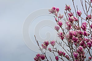 Horizontal View of Close Up of Flowered Magnolia Branch On Blur