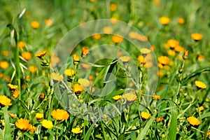 Horizontal View of Close Up of Orange Flowers on Green Spring Gr