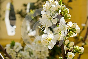 Horizontal View of Close Up of White Flowers od Plum Tree in Spring on Blur Background. Taranto, South of Italy