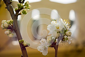 Horizontal View of Close Up of White Flowers od Plum Tree in Spring on Blur Background. Taranto, South of Italy