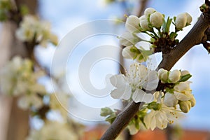 Horizontal View of Close Up of White Flowers od Plum Tree in Spring on Blur Background. Taranto, South of Italy