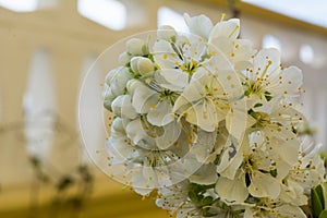 Horizontal View of Close Up of White Flowers od Plum Tree in Spring on Blur Background. Taranto, South of Italy