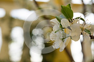 Horizontal View of Close Up of White Flowers od Plum Tree in Spring on Blur Background. Taranto, South of Italy