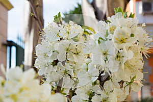 Horizontal View of Close Up of White Flowers od Plum Tree in Spring on Blur Background. Taranto, South of Italy