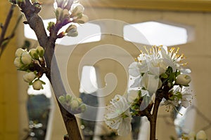Horizontal View of Close Up of White Flowers od Plum Tree in Spring on Blur Background. Taranto, South of Italy