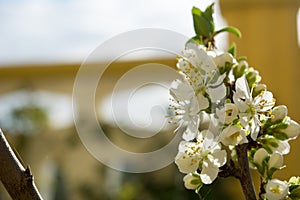 Horizontal View of Close Up of White Flowers od Plum Tree in Spring on Blur Background. Taranto, South of Italy