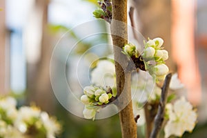 Horizontal View of Close Up of White Flowers od Plum Tree in Spring on Blur Background. Taranto, South of Italy