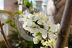 Horizontal View of Close Up of White Flowers od Plum Tree in Spring on Blur Background. Taranto, South of Italy