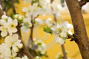 Horizontal View of Close Up of White Flowers od Plum Tree in Spring on Blur Background. Taranto, South of Italy