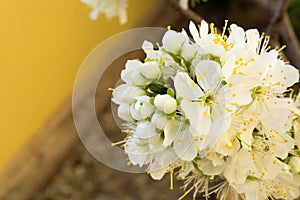 Horizontal View of Close Up of White Flowers od Plum Tree in Spring on Blur Background. Taranto, South of Italy