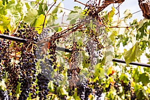 Horizontal View of Dried Black Grapes   on Blurred Background  . Concept of Lack of Water and Global Warming