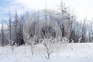 Horizontal view of dry shrubs and grasses encased in ice seen in field after ice storm,