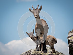 Horizontal view of female goat with her buckling on a summer day. photo