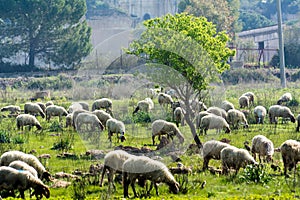 Horizontal View of a Flock of Sheep Grazing in the Courtyside on