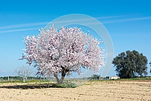 Horizontal View of a Flowered Almond Tree In the Counrtyside Lan