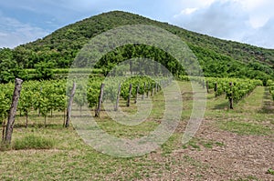 Horizontal view of grape vineyards during summer, in the late mo