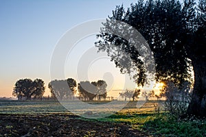 Horizontal View of an Italian Countryside Landscape at Sunrise W