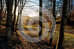 Horizontal View of the Landscape With the Sun Trough the Trees i