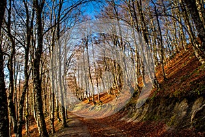 Horizontal View of the Landscape With the Sun Trough the Trees i