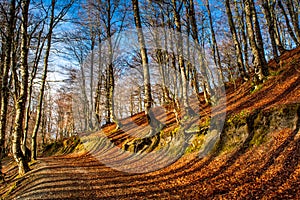 Horizontal View of the Landscape With the Sun Trough the Trees i