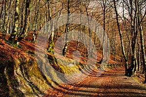 Horizontal View of the Landscape With the Sun Trough the Trees i