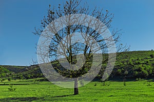 Lonely big green tree in the green field with the clear sky in spring time