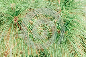 Close-up of needles and branches of a coniferous tree.