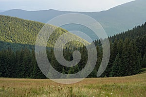 Horizontal view of mountains and green coniferous forest during sunset and golden hour. Place for your text or design. Ukrainian
