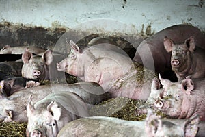 Close up photo of mighty pig sows when laying in the barn photo