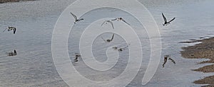 Horizontal view of piping plovers flying low over water on the beach