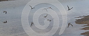 Horizontal view of piping plovers flying low over water on the beach photo