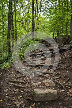 Horizontal View of Pixely Falls Hike Trail Naturally Formed by Trees' Roots