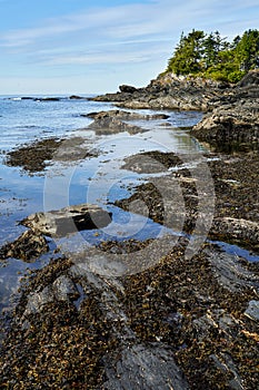 Horizontal view of the rugged, Vancouver Island, west coast shoreline on a calm day.
