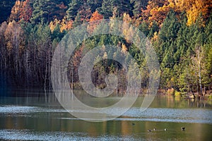 Horizontal view shore of old abandoned chalk lake quarry in autumn with ducks floating on water. Orange trees on river