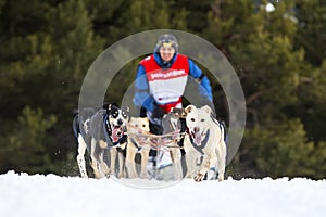 Horizontal view of sled dog race on snow