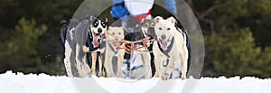 Horizontal view of sled dog race on snow