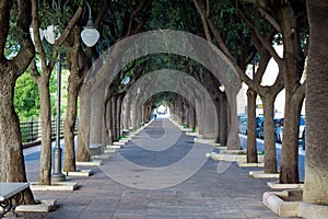 Horizontal View of a Tree-lined Avenue Alongside The Ionian Sea.