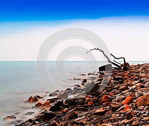 Horizontal vivid tree snag on rocky beach bokeh background backd